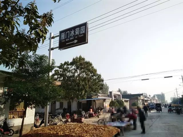 如何找到云臺冰菊？怎樣找到云臺冰菊？